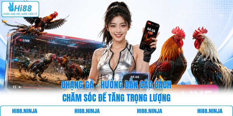 Chạng Gà - Hướng Dẫn Các Cách Chăm Sóc Để Tăng Trọng Lượng