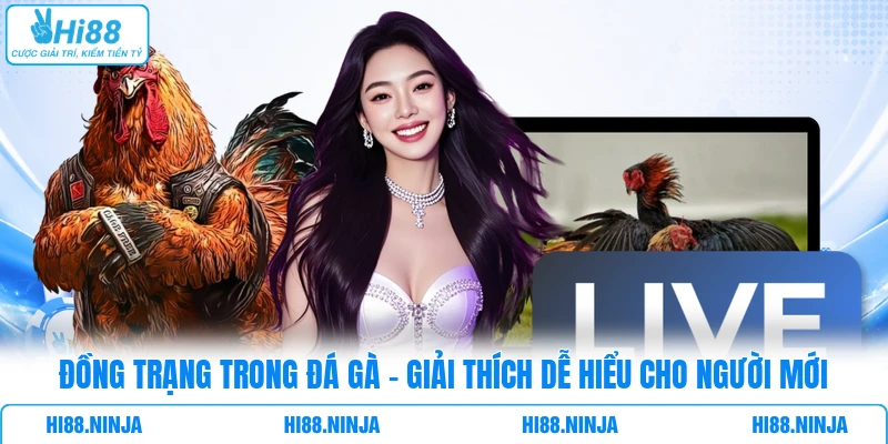Đồng Trạng Trong Đá Gà - Giải Thích Dễ Hiểu Cho Người Mới