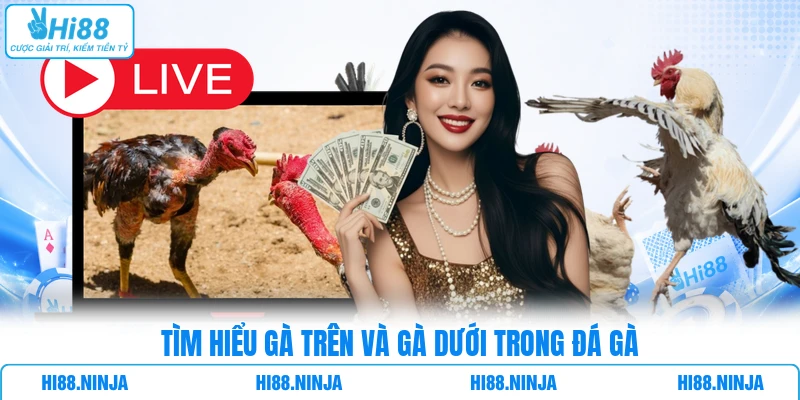 Tìm hiểu gà trên và gà dưới trong đá gà