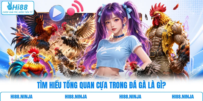 Tìm hiểu tổng quan cựa trong đá gà là gì?