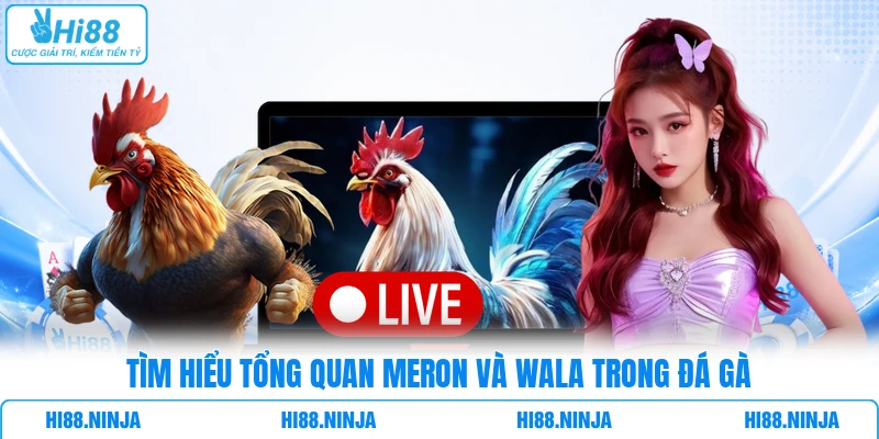 Tìm hiểu tổng quan Meron và Wala trong đá gà