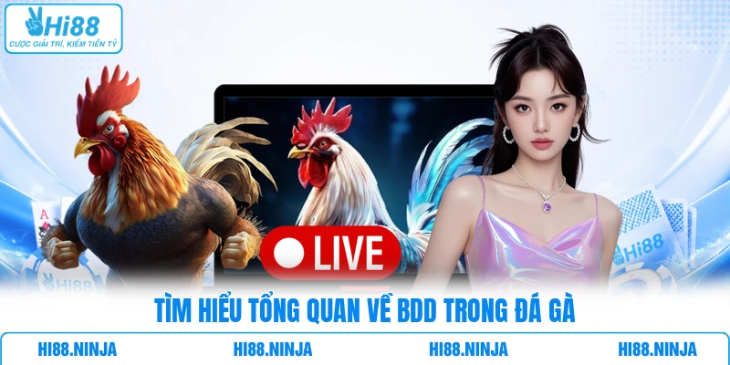 Tìm hiểu tổng quan về BDD trong đá gà