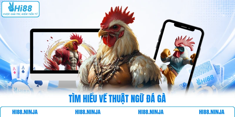 Tìm hiểu về thuật ngữ đá gà 